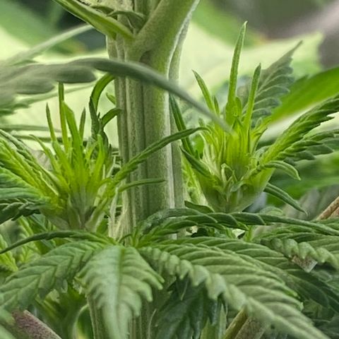 Ice Spice growlog timeline photo