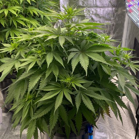 Ice Spice growlog timeline photo
