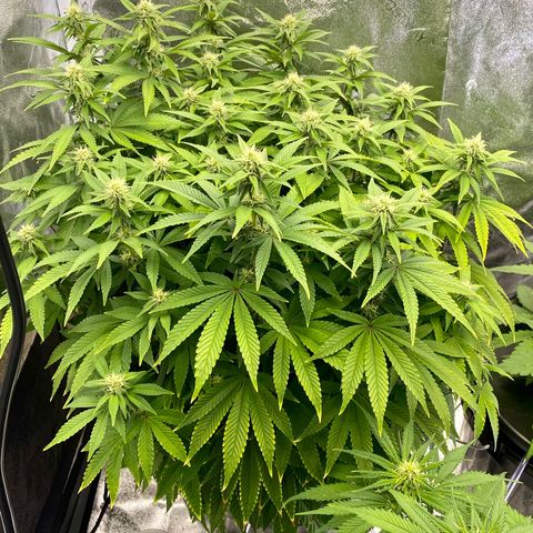 Barbenheimer  growlog timeline photo