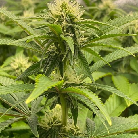 Barbenheimer  growlog timeline photo
