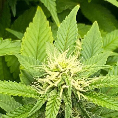Barbenheimer  growlog timeline photo