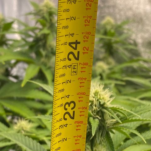 Barbenheimer  growlog timeline photo