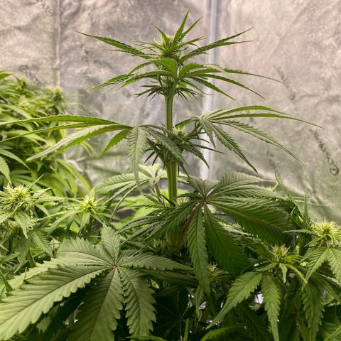 Ice Spice growlog timeline photo