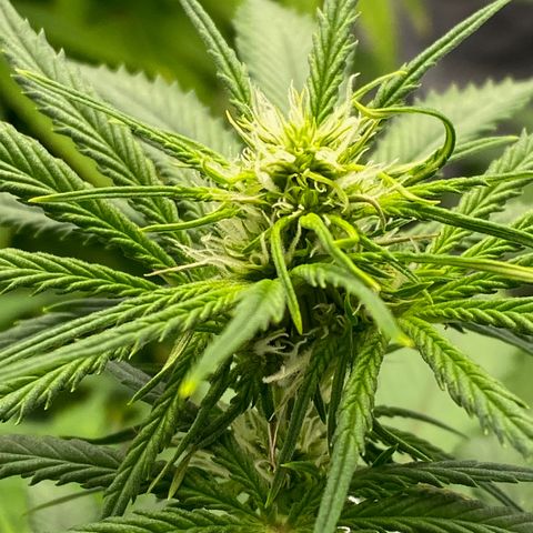 Ice Spice growlog timeline photo