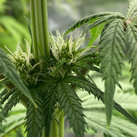Ice Spice growlog timeline photo