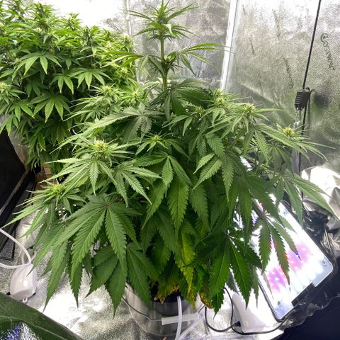 Ice Spice growlog timeline photo
