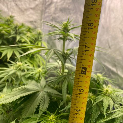 Ice Spice growlog timeline photo