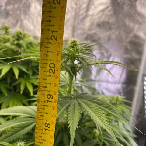 Ice Spice growlog timeline photo