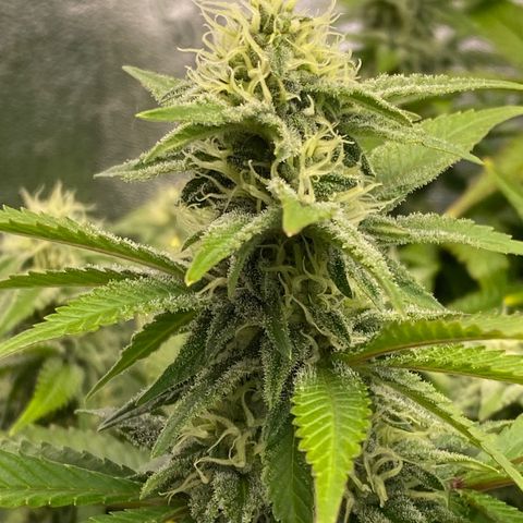 Barbenheimer  growlog timeline photo