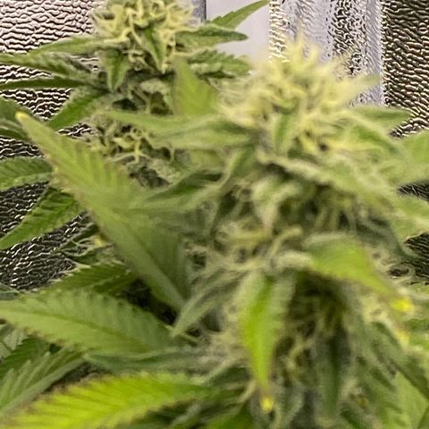 Barbenheimer  growlog timeline photo