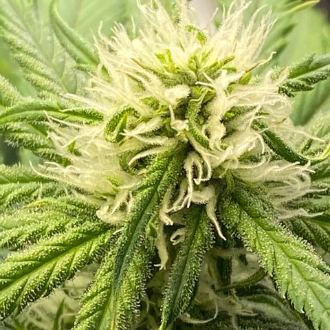 Ice Spice growlog timeline photo