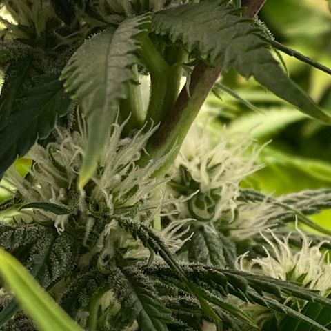 Ice Spice growlog timeline photo