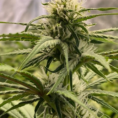 Ice Spice growlog timeline photo