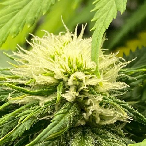Ice Spice growlog timeline photo