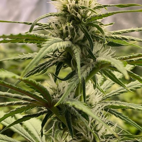 Ice Spice growlog timeline photo