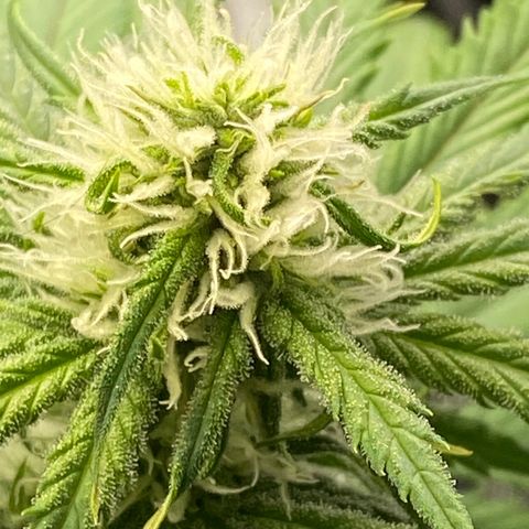 Ice Spice growlog timeline photo