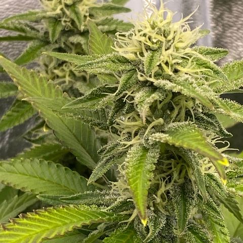 Barbenheimer  growlog timeline photo