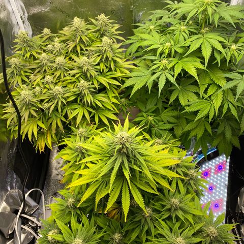 Barbenheimer  growlog timeline photo