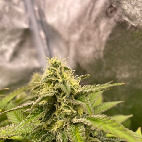 Barbenheimer  growlog timeline photo