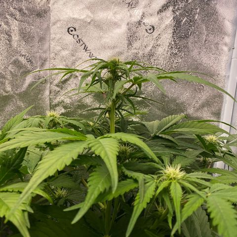 Barbenheimer  growlog timeline photo