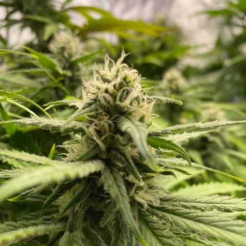 Barbenheimer  growlog timeline photo