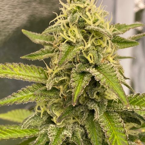 Barbenheimer  growlog timeline photo
