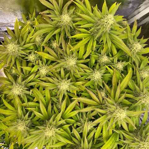 Barbenheimer  growlog timeline photo