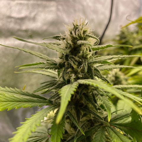 Barbenheimer  growlog timeline photo