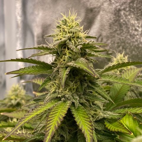 Barbenheimer  growlog timeline photo