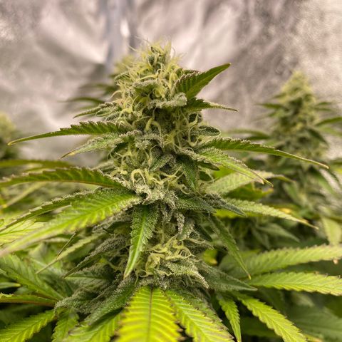 Barbenheimer  growlog timeline photo