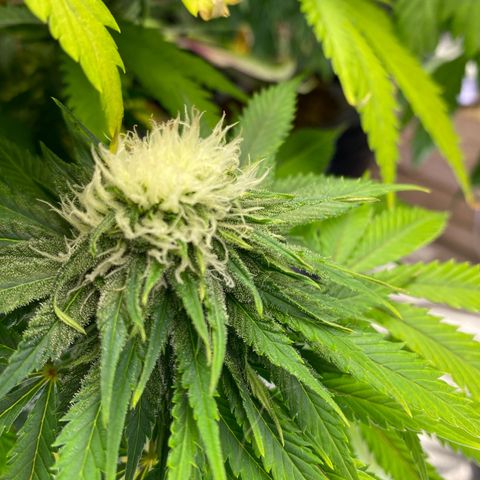 Ice Spice growlog timeline photo