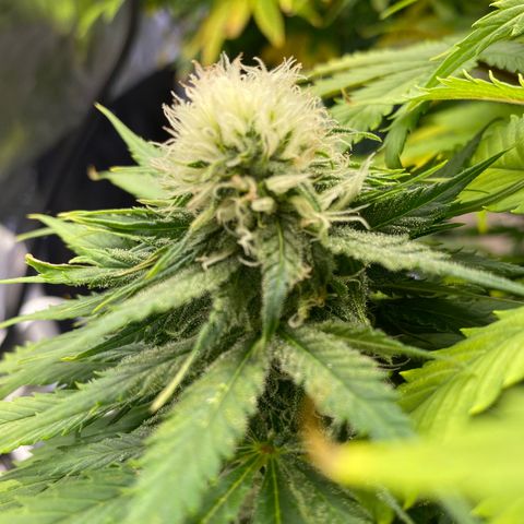 Ice Spice growlog timeline photo