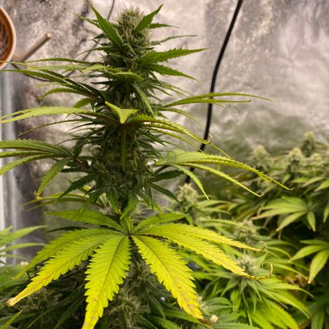 Ice Spice growlog timeline photo