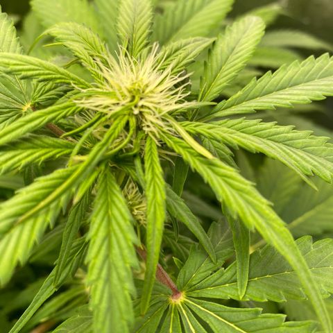 Ice Spice growlog timeline photo