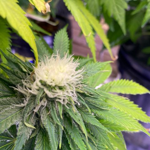 Ice Spice growlog timeline photo