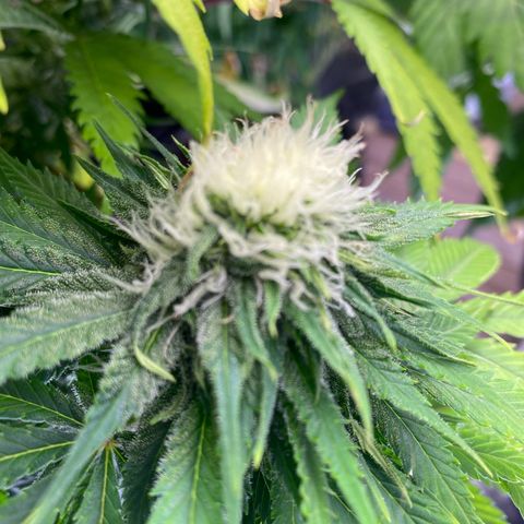 Ice Spice growlog timeline photo
