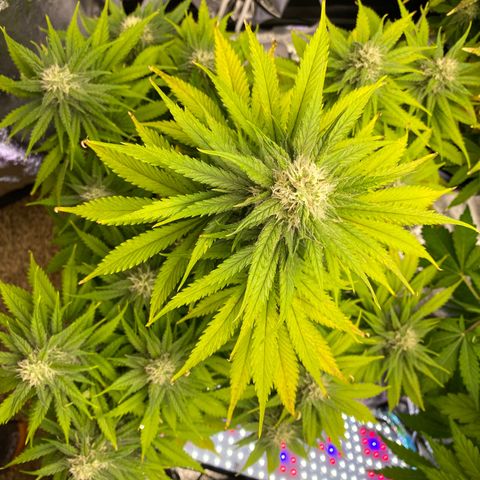 Ice Spice growlog timeline photo