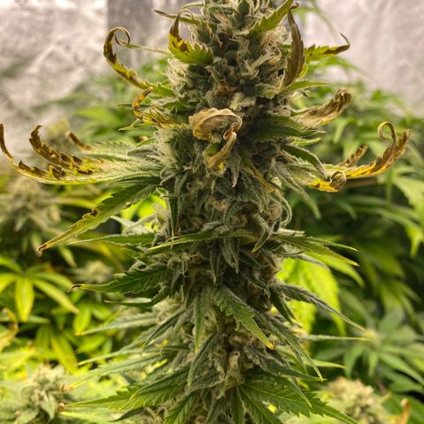 Ice Spice growlog timeline photo