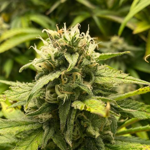Ice Spice growlog timeline photo