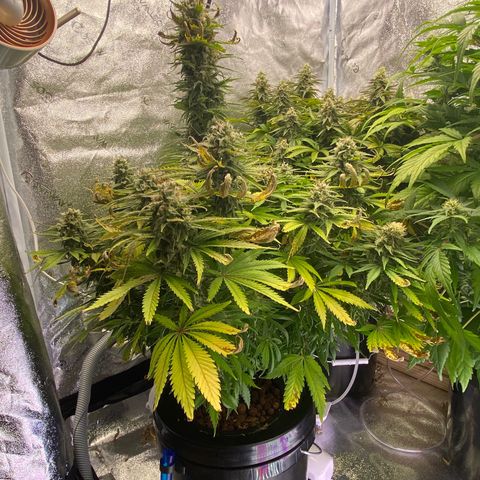 Ice Spice growlog timeline photo