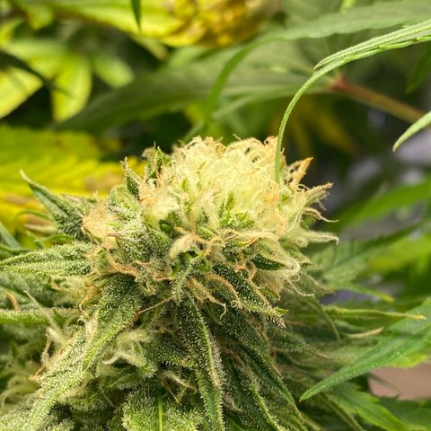 Ice Spice growlog timeline photo