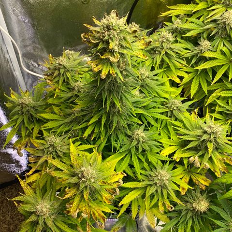 Ice Spice growlog timeline photo
