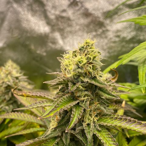 Barbenheimer  growlog timeline photo