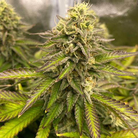 Barbenheimer  growlog timeline photo