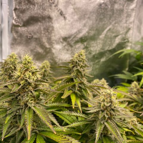 Barbenheimer  growlog timeline photo