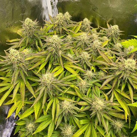 Barbenheimer  growlog timeline photo