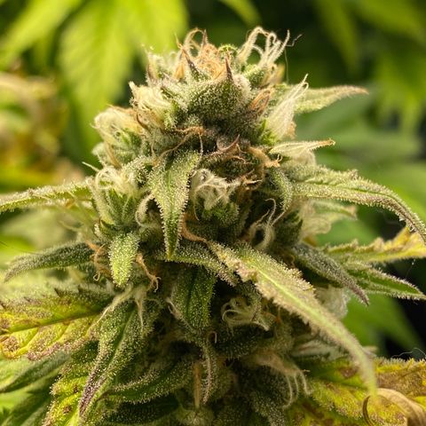 Ice Spice growlog timeline photo