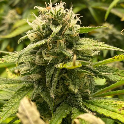 Ice Spice growlog timeline photo