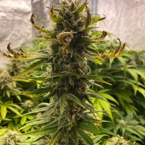 Ice Spice growlog timeline photo