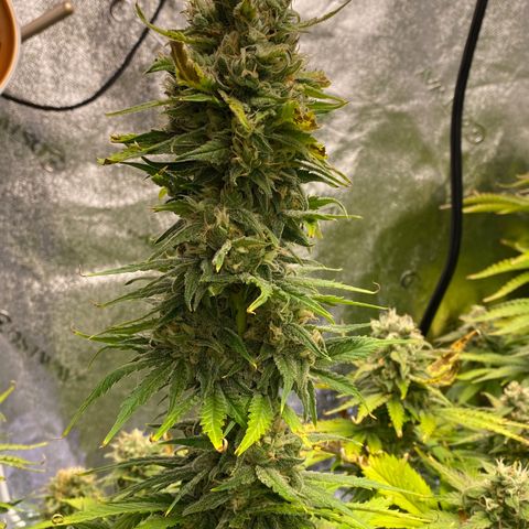 Ice Spice growlog timeline photo
